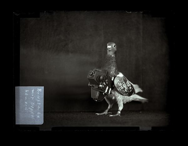 The Pigeon Photographer - Julius Neubronner & his Pigeons